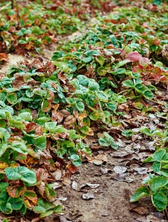 Some seeds germinate better in cold soil
