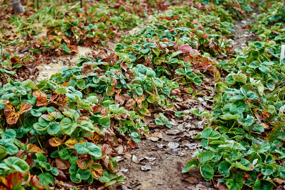 Some seeds germinate better in cold soil