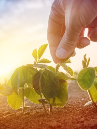 Crop Residue Feeds Microbes in Autumn