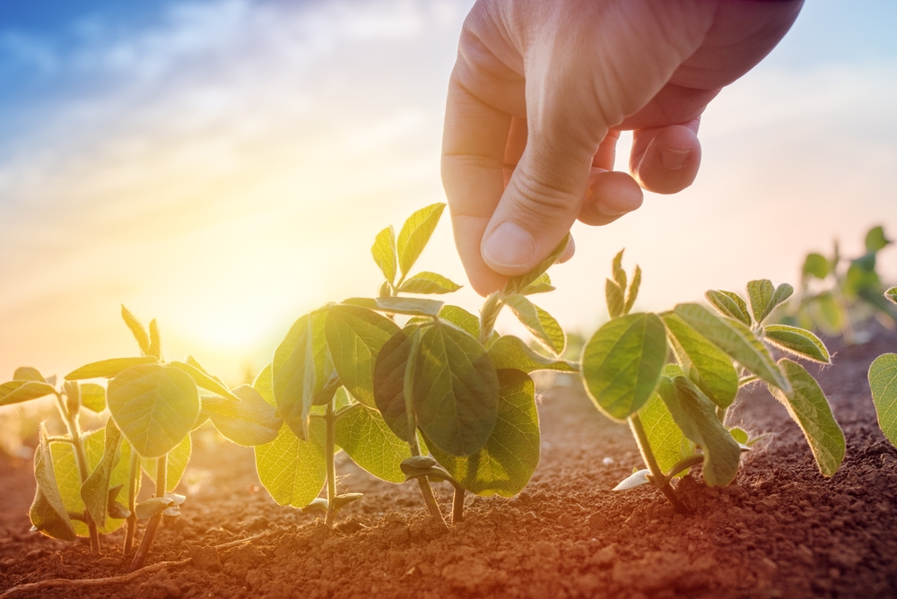 Crop Residue Feeds Microbes in Autumn