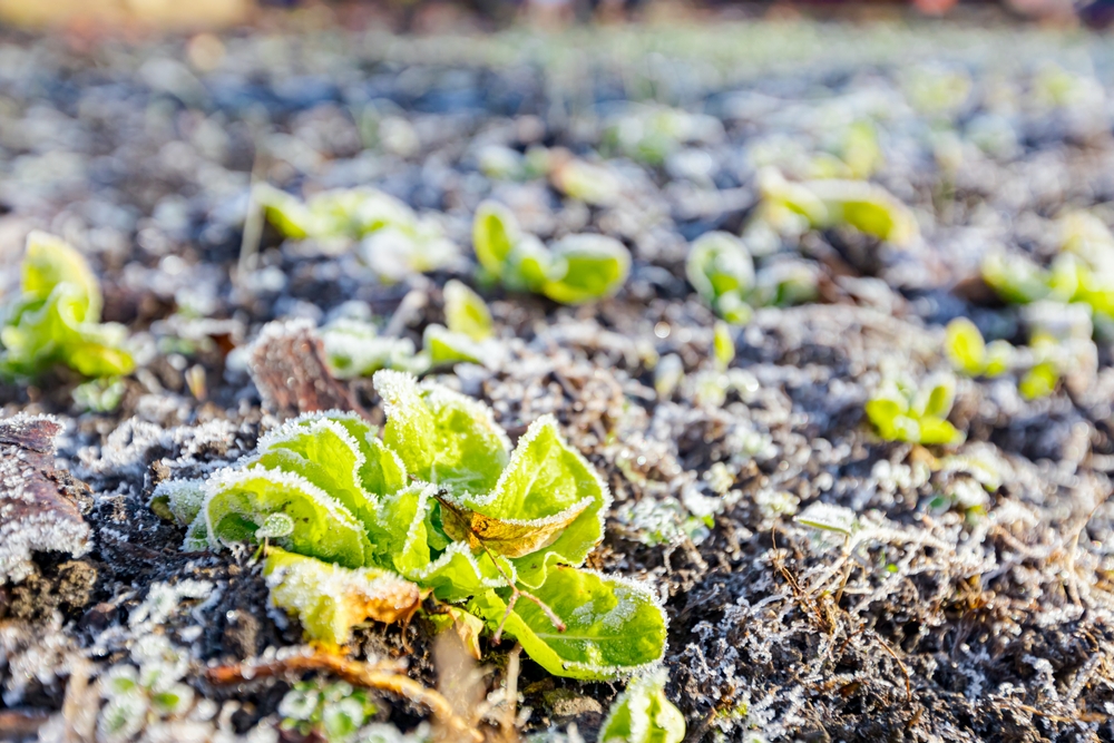 Soil biology shifts after first frost.