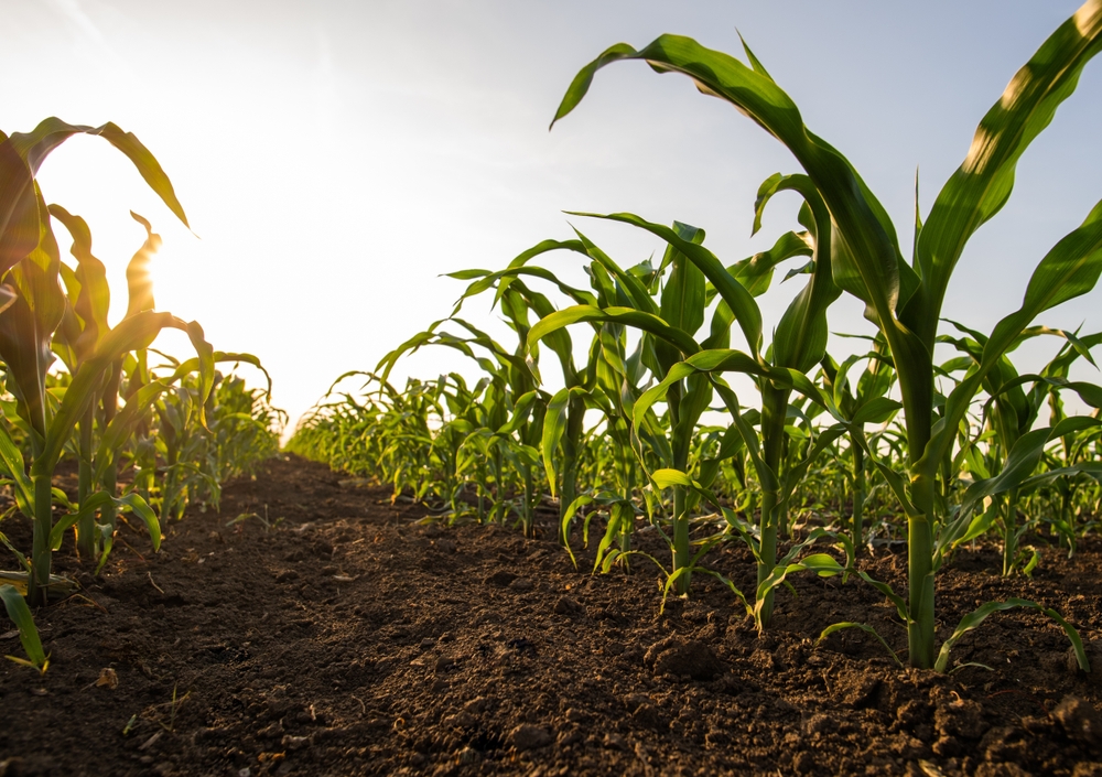 Shortened Days Impact Leafy Crops Differently