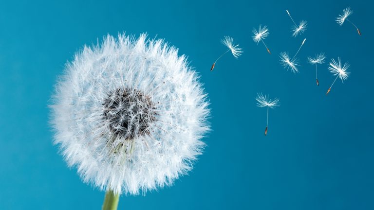 Some edible weeds pop up in September.