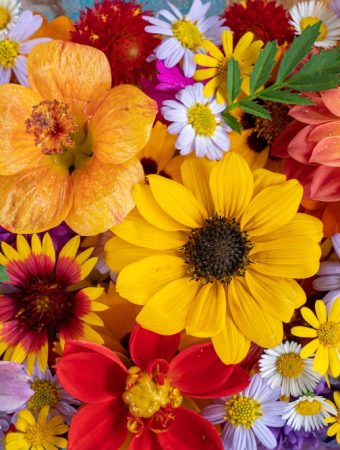 Some Flowers Only Show Their Best Color in Fall