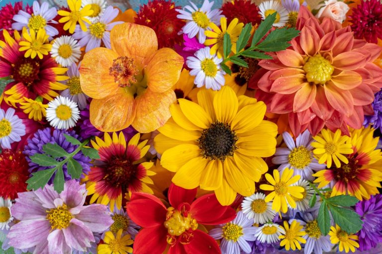 Some Flowers Only Show Their Best Color in Fall