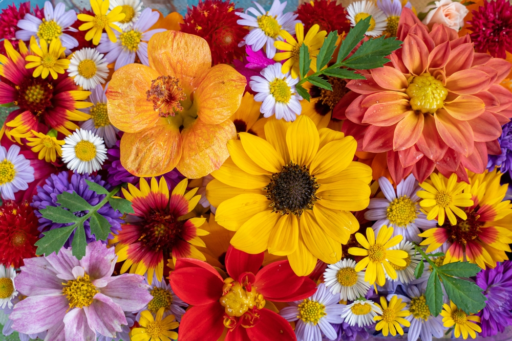 Some Flowers Only Show Their Best Color in Fall