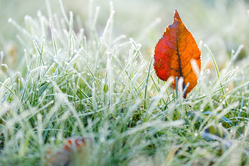 You Can Stop Frost Heave from Killing Young Trees