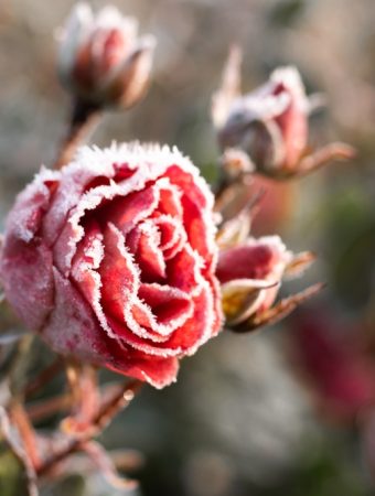 Some evergreens add color all winter long.