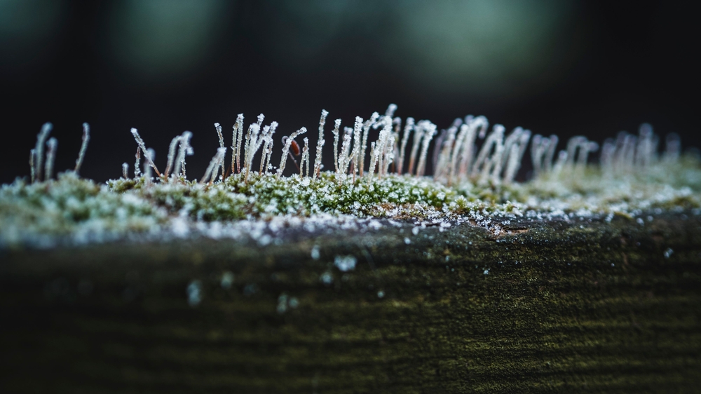 How Frost Heaves Damage Roots in Winter