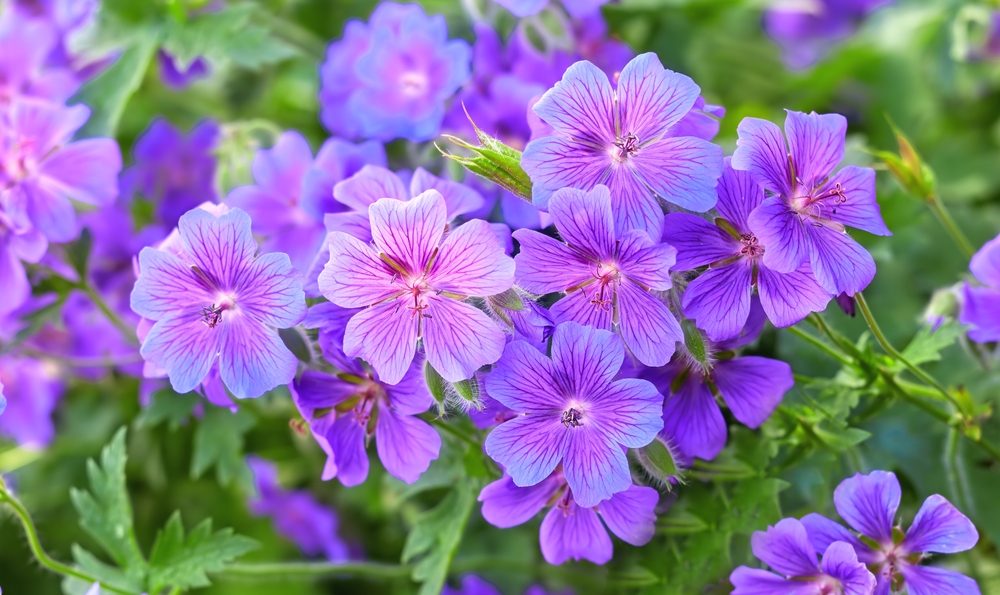 You should never cut back now on these 5 perennials.