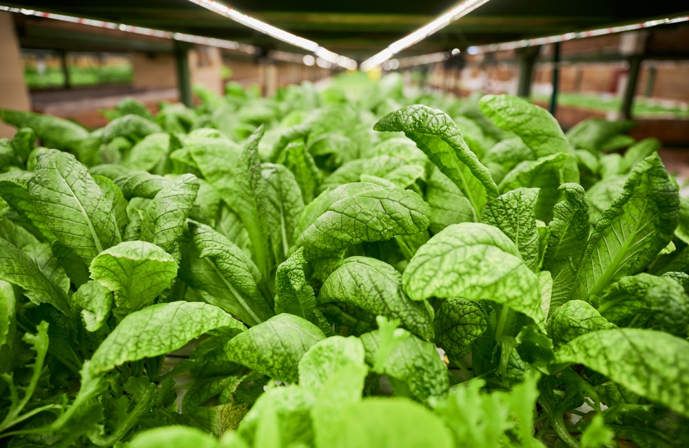 Cooler nights boost leafy green flavor