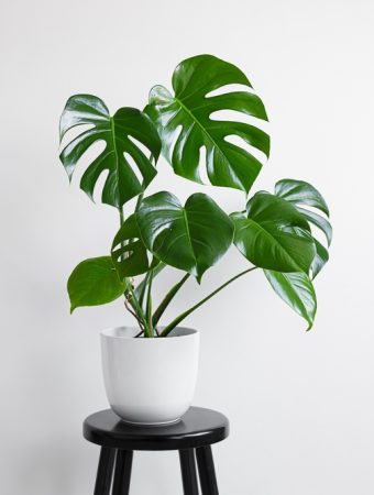 Houseplants sometimes love being brought inside