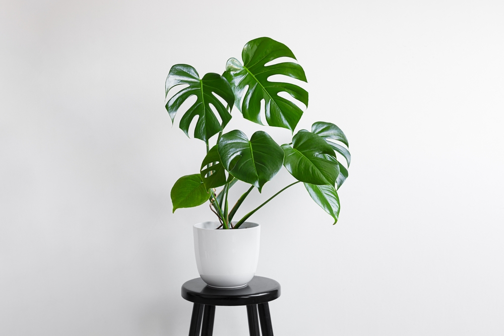 Houseplants sometimes love being brought inside