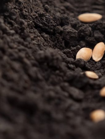 Some Seeds Germinate Better in Cold Soil