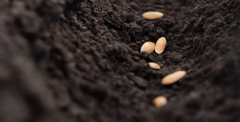 Some Seeds Germinate Better in Cold Soil