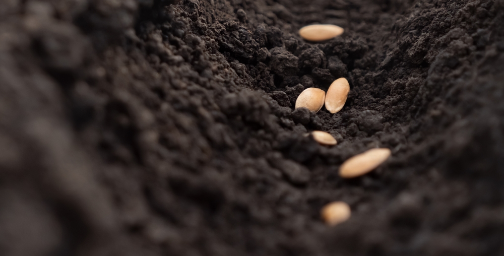 Some Seeds Germinate Better in Cold Soil