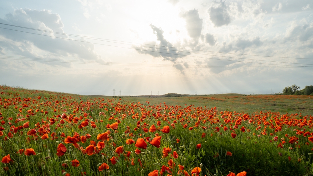 There Are Certain Wildflowers You Should Scatter Before the Snow Comes