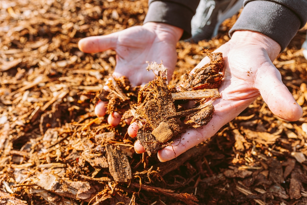 Some natural mulches protect roots from frost.