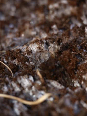Some native shrubs should be planted before the ground freezes.