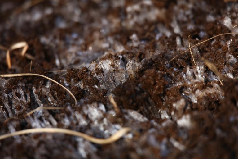 Some native shrubs should be planted before the ground freezes.