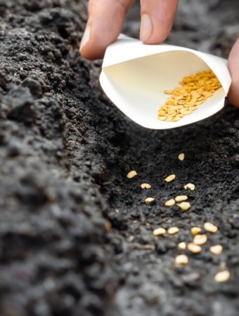 Gardeners save more money starting seeds in Fall