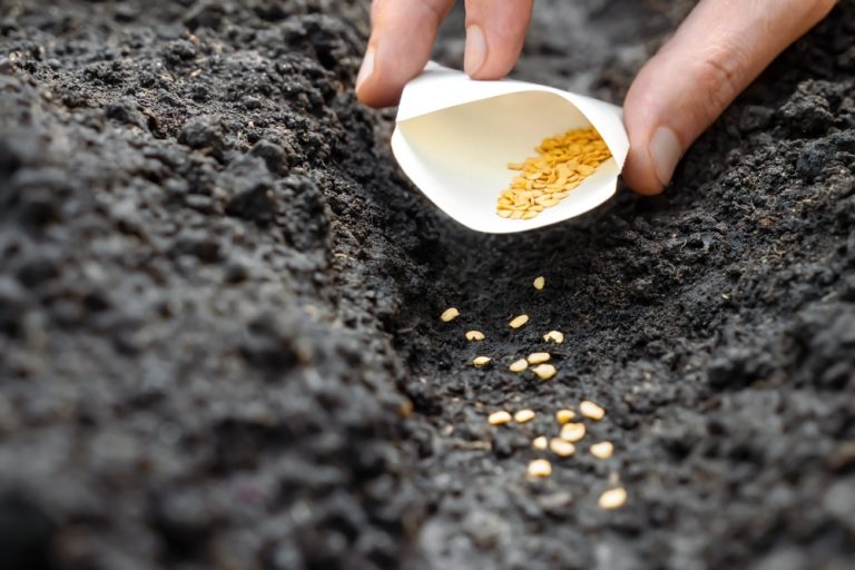 Gardeners save more money starting seeds in Fall