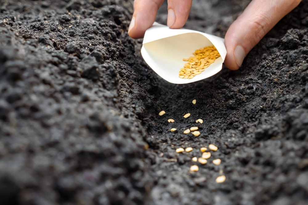 Gardeners save more money starting seeds in Fall