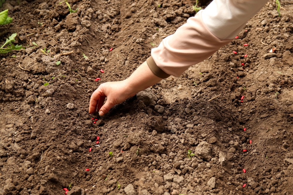 Root vegetables store nutrients differently in autumn