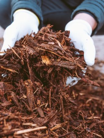 Some natural mulches protect roots from frost.