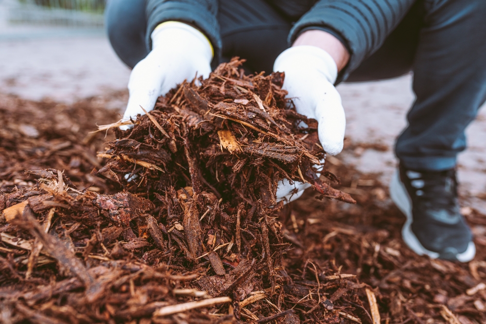Some natural mulches protect roots from frost.