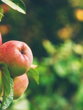 There Are Certain Fruit Trees to Plant Bare-Root in Fall