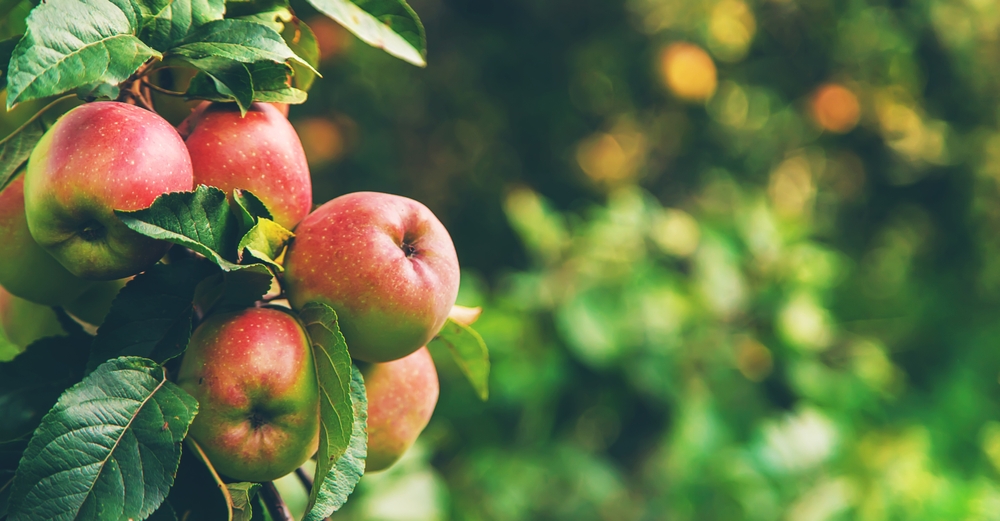 There Are Certain Fruit Trees to Plant Bare-Root in Fall