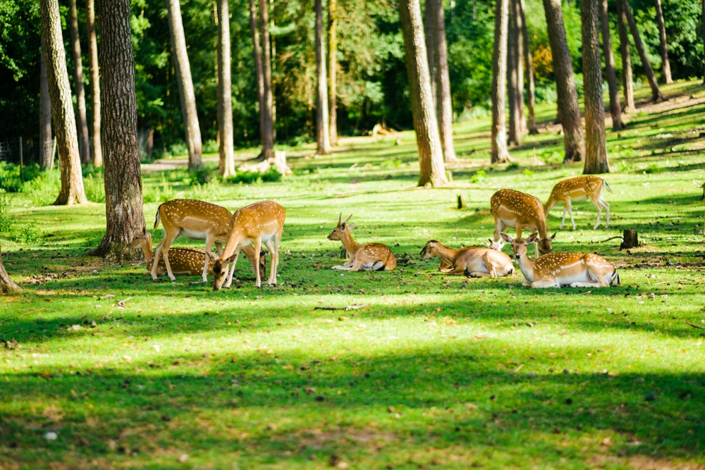 There Are Certain Plants Deer Target More Often in Fall