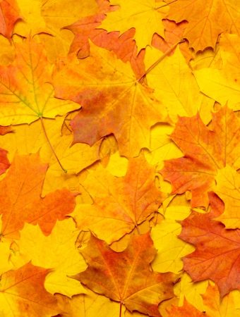 Leaf Mold Becomes “Black Gold” by Spring