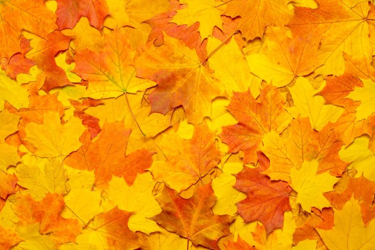 Leaf Mold Becomes “Black Gold” by Spring