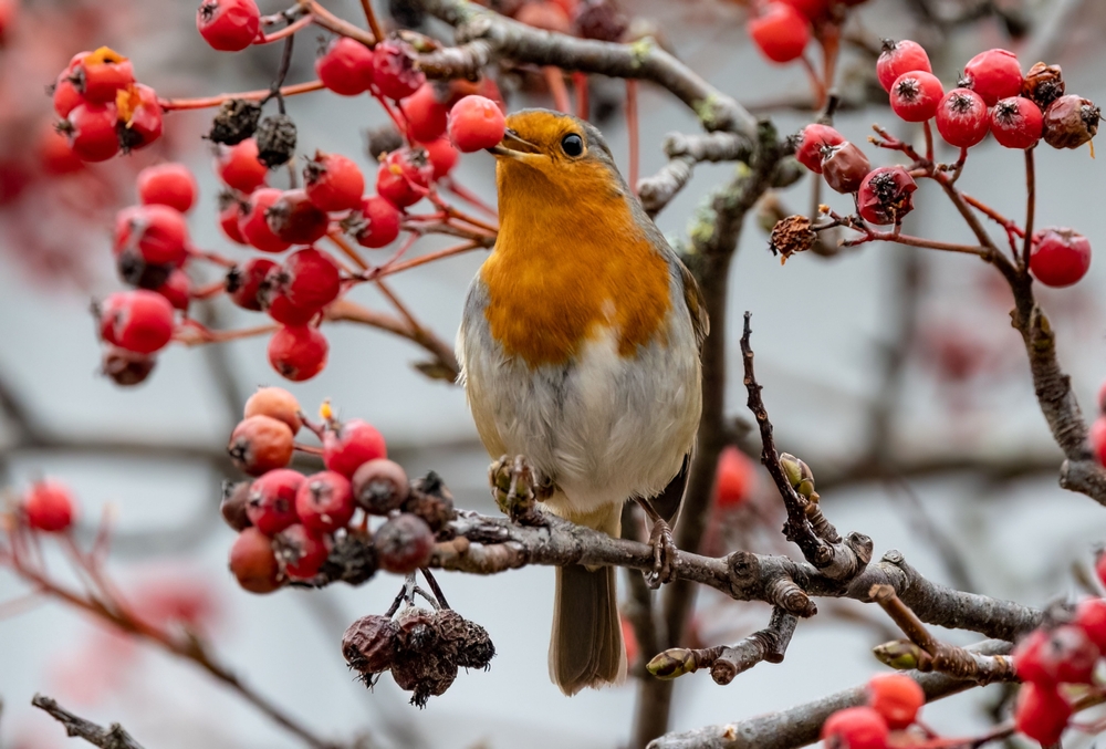 Plant Some Berries for a Winter Feast for Birds
