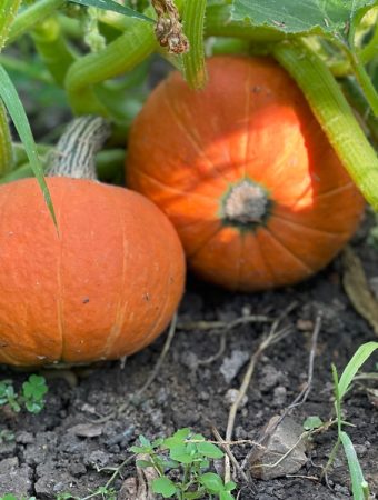 Gardeners make mistakes with pumpkins