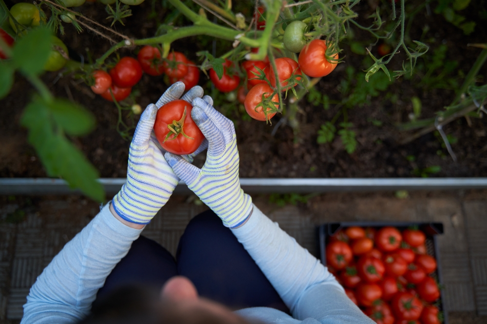 There Are Tricks to Extend Tomato Harvest Into October