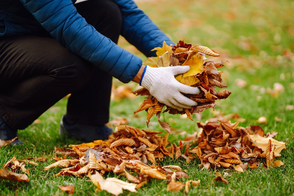 Fallen leaves feed your soil.