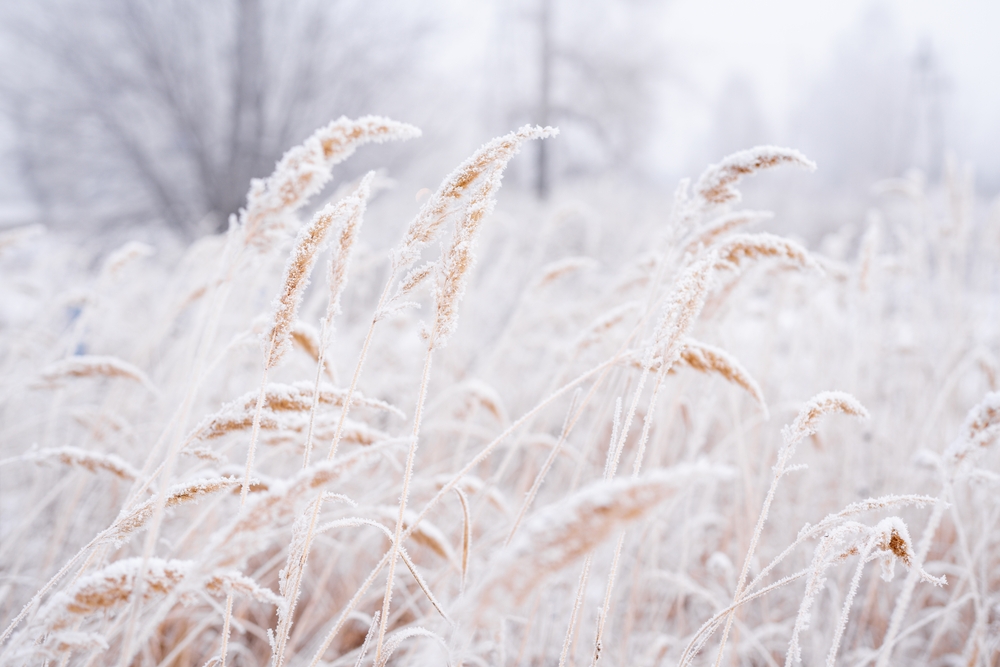 Morning Frost Helps Some Crops Ripen