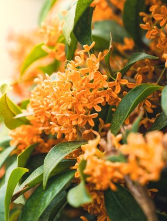 Certain Plants Emit More Fragrance in Fall