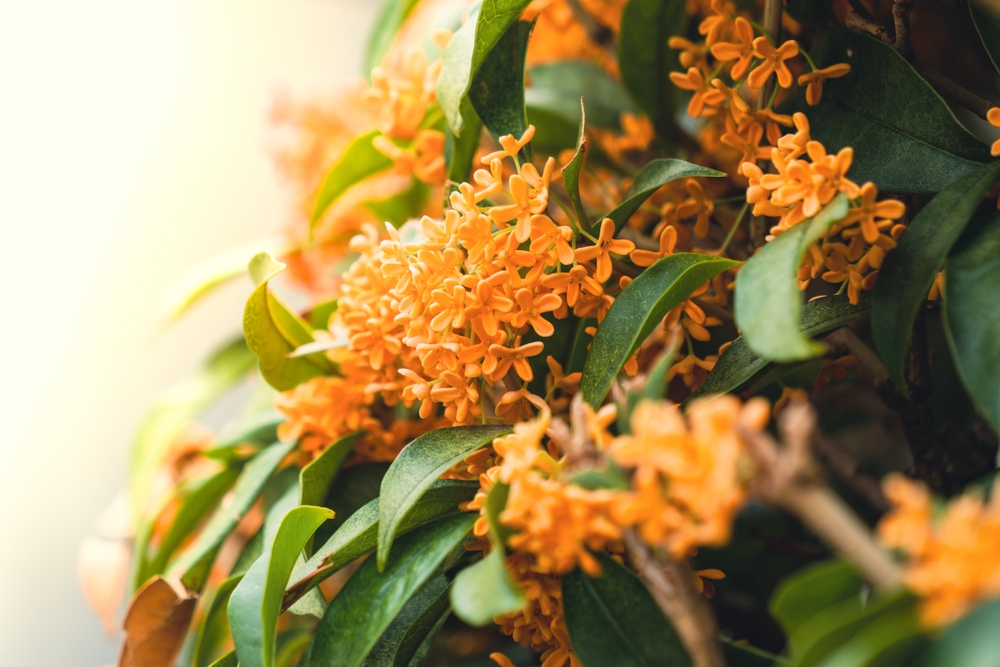 Certain Plants Emit More Fragrance in Fall