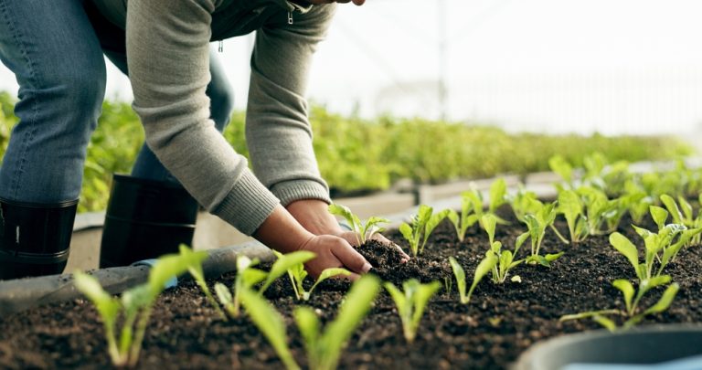 There Are Root Vegetables to Store in Sand This Winter