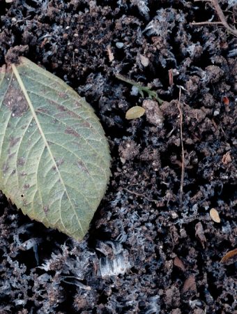 Soil biology shifts after first frost.