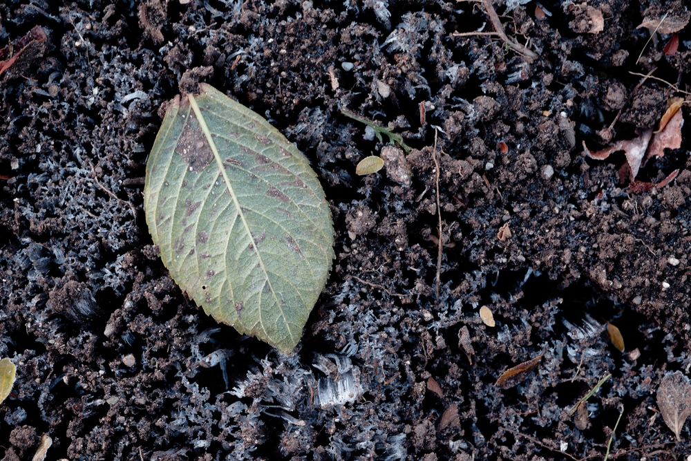 Soil biology shifts after first frost.