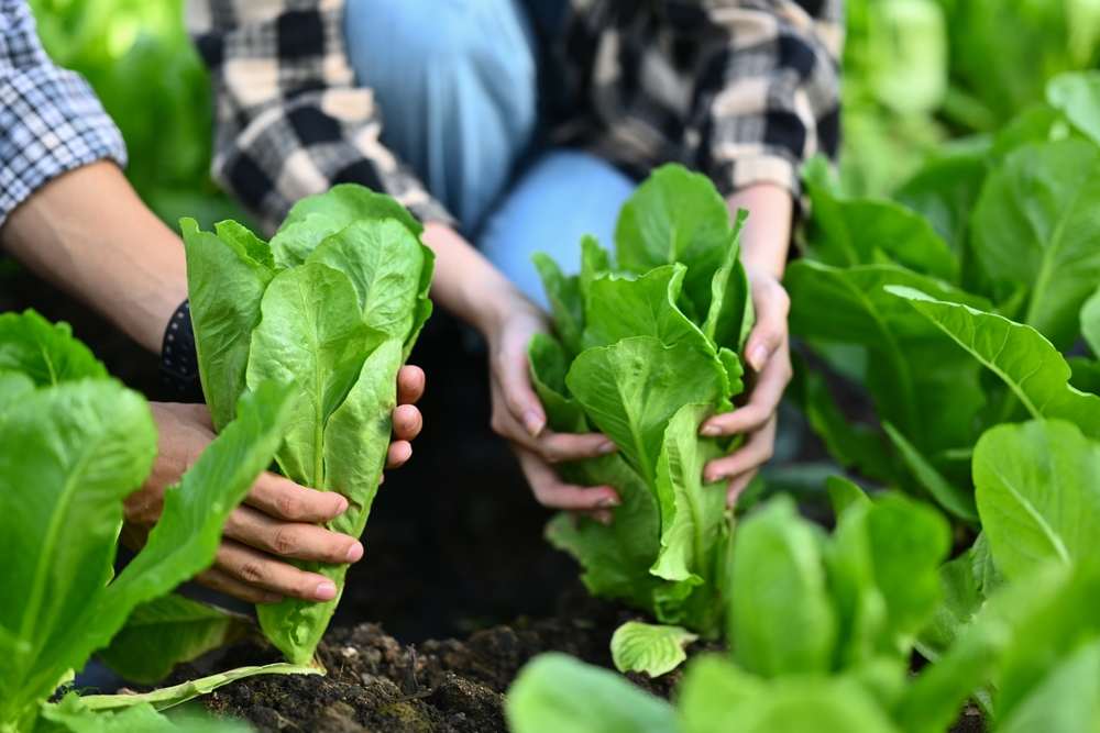 Some fast-growing greens are perfect for a quick fall salad.