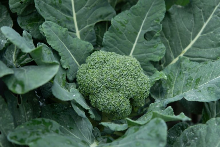 Some crops need extra watering before frost