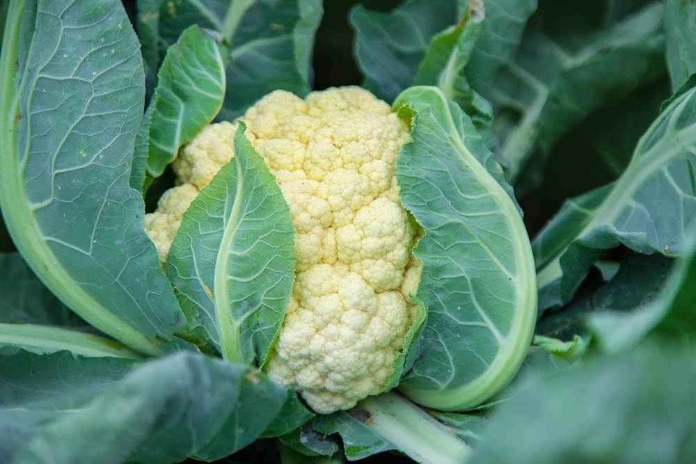 Some Crops Should Be Blanched Before Freezing