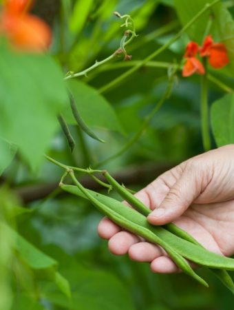 Some Crops Should Be Blanched Before Freezing