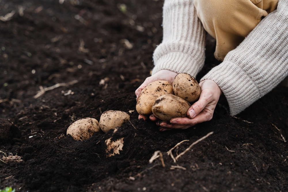 Storing root crops extend winter food supplies. 